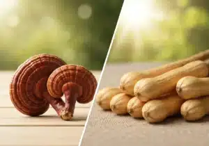 Reishi ou Ashwagandha : lequel choisir contre le stress ? 13 Le Reishi (champignon) et l’Ashwagandha (plante) sont deux adaptogènes utilisés pour mieux gérer le stress.