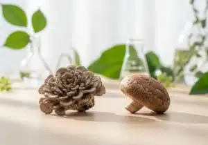 Maitake vs Shiitake : quelles différences et lequel choisir ? 12 Le Maitake et le Shiitake sont des champignons adaptogènes riches en β-glucanes