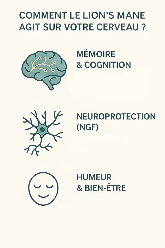 Lion's Mane (Hericium erinaceus) : bienfaits, composition et études scientifiques 4 Infographie expliquant les effets du Lion’s Mane sur le cerveau : mémoire, concentration, neuroprotection, NGF.