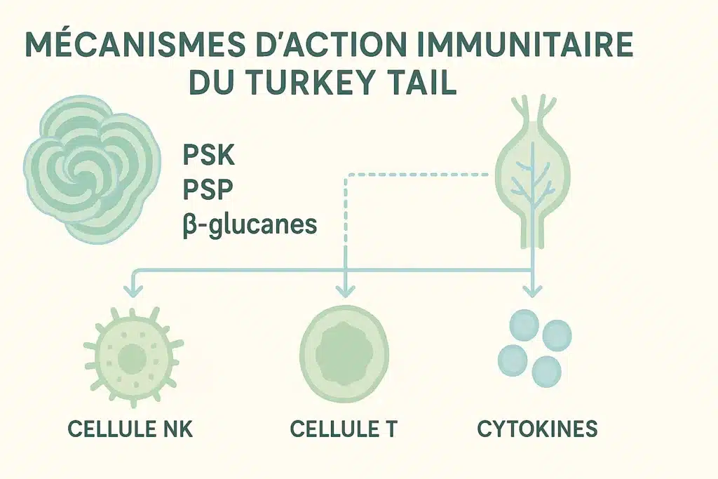 Turkey Tail (Trametes versicolor) et immunité : que montrent les études ? 3 Mécanismes d’action immunitaire du Turkey Tail (PSK, PSP, bêta-glucanes)