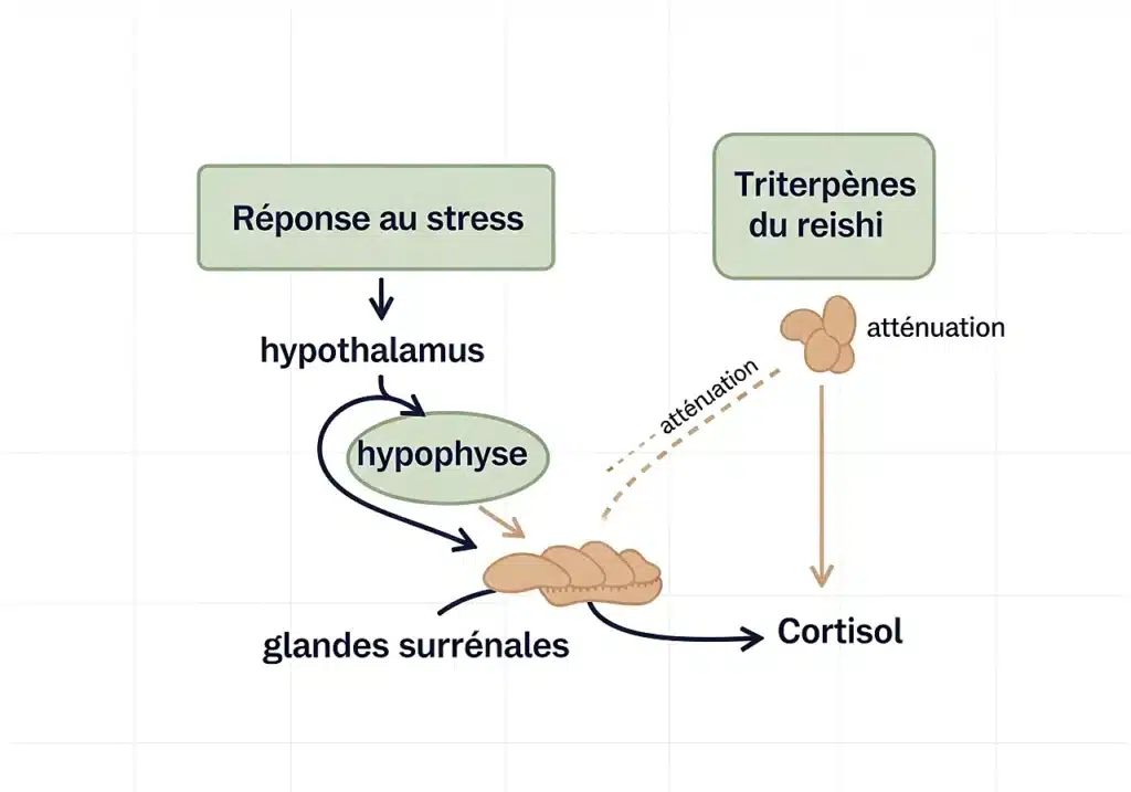 Reishi : bienfaits, effets et preuves scientifiques 3 Schéma de l’axe hypothalamo-hypophyso-surrénalien et régulation du cortisol par le reishi